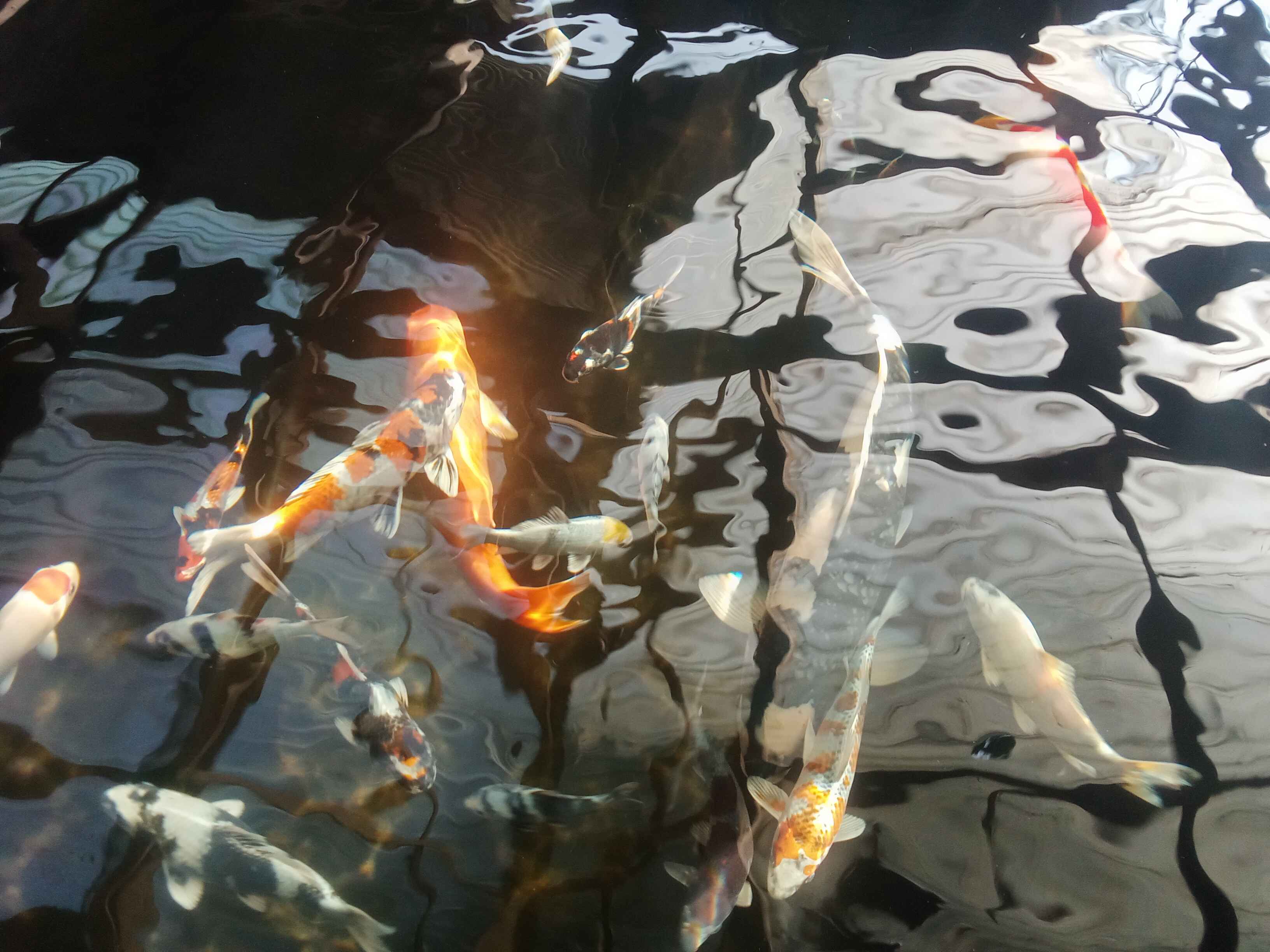PEMELIHARAAN IKAN KOI